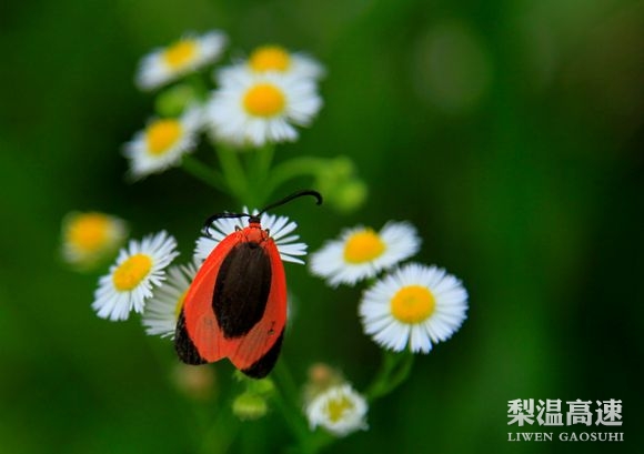 花與蟲(chóng)
