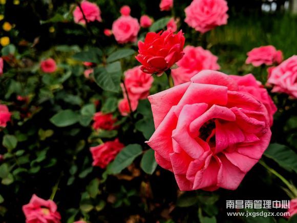 月季紅