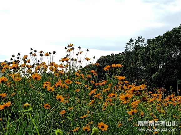 山水黃花