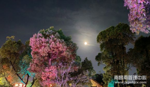 花與月