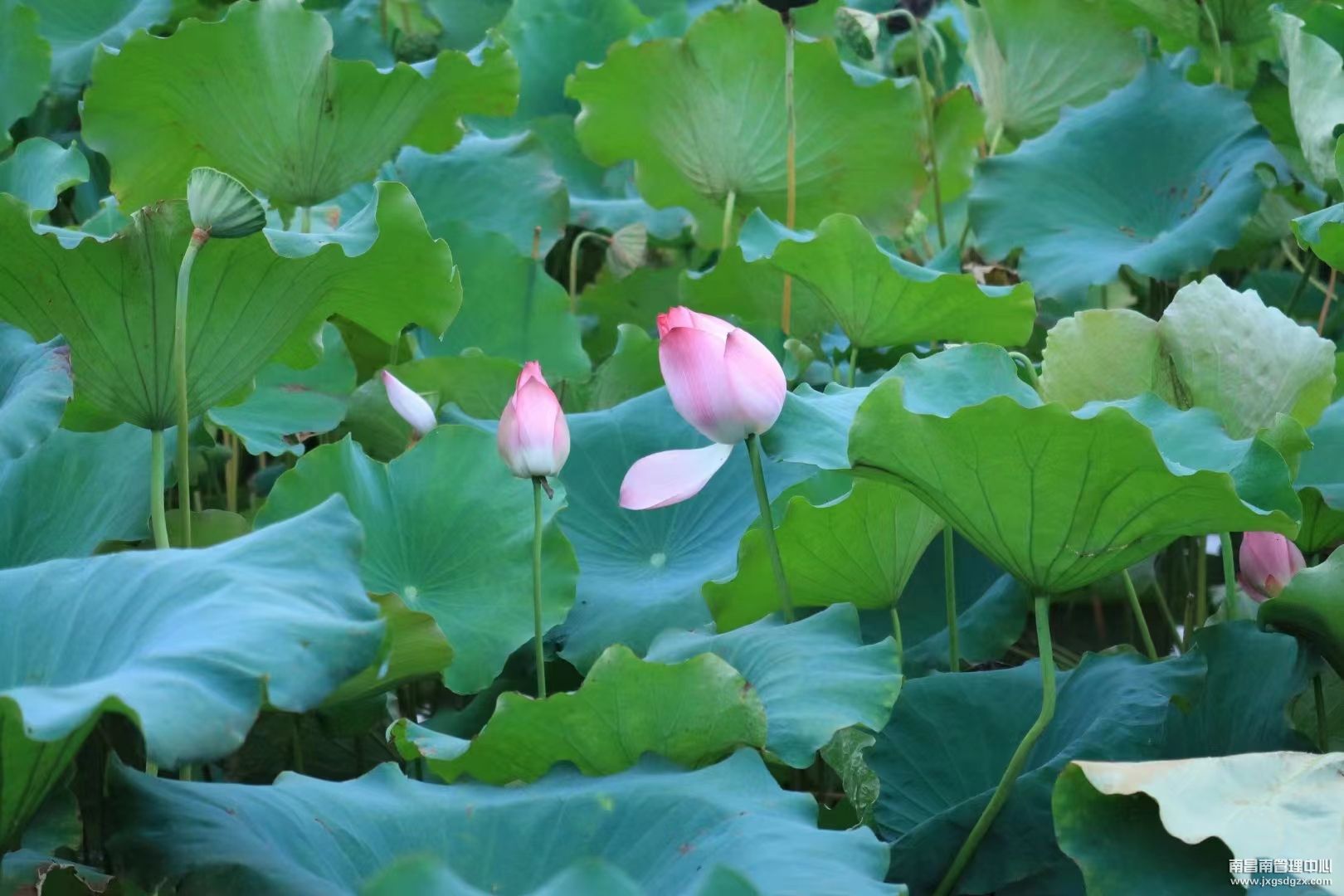 花開半夏