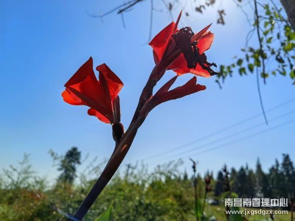 田野紅花