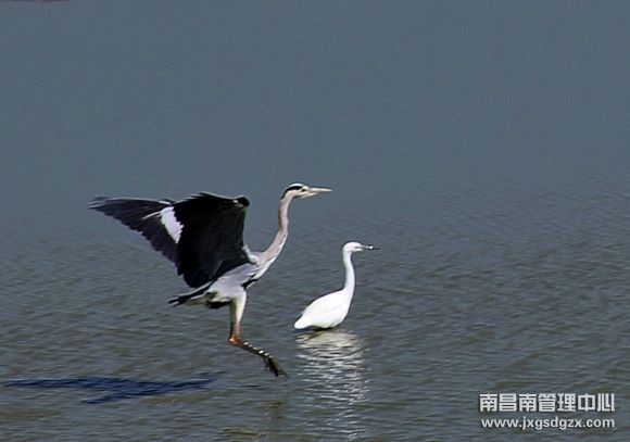 棲息