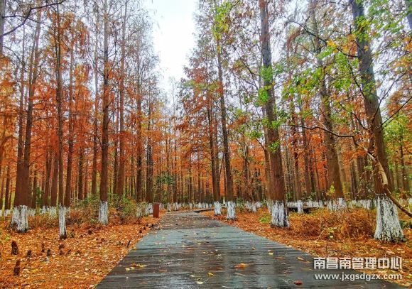 秋意濃