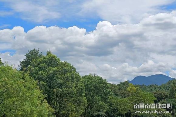 云山之樹