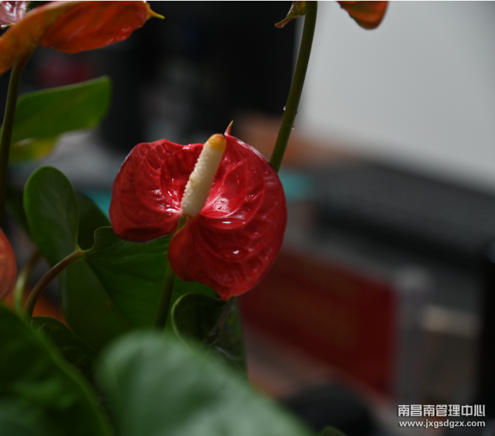 紅掌
