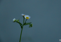 小雛菊