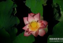 彩蓮花