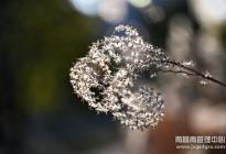 絨球